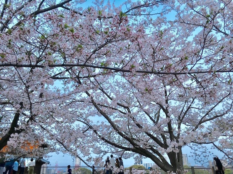 2018_hanami01