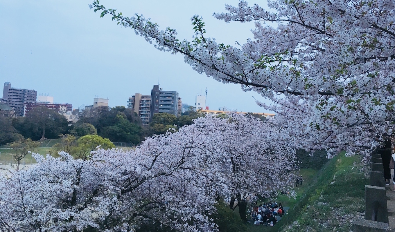2018_hanami04