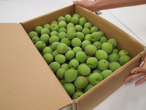 anysense_umeshu2